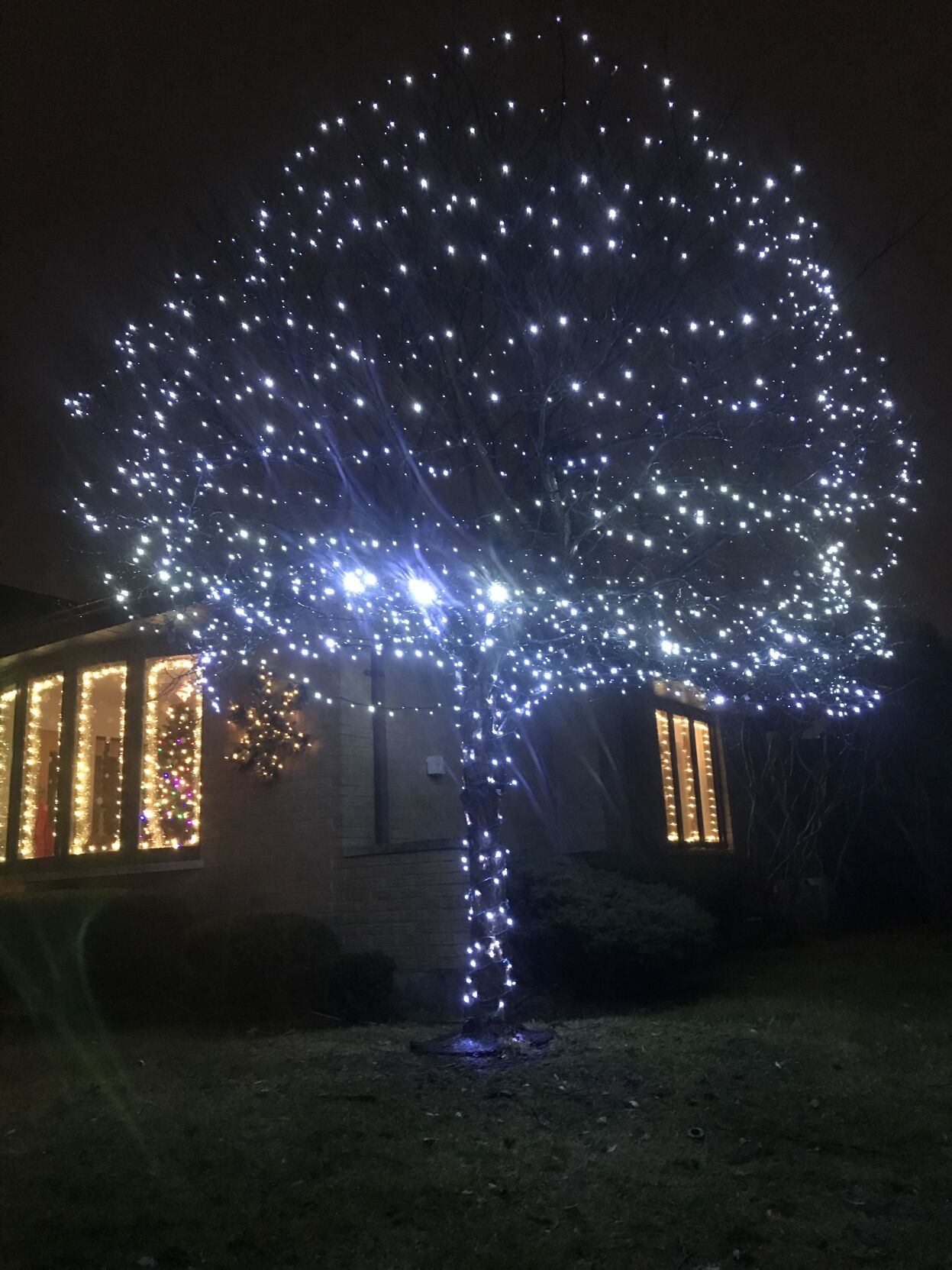 Brendan Column Tree Photo